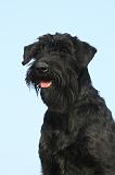 SCHNAUZER GEANT 053